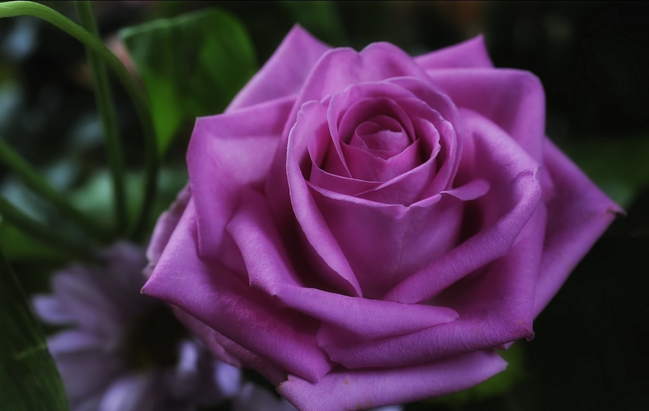 ▷ Significado de las ROSAS MORADAS, lilas, violetas o púrpuras