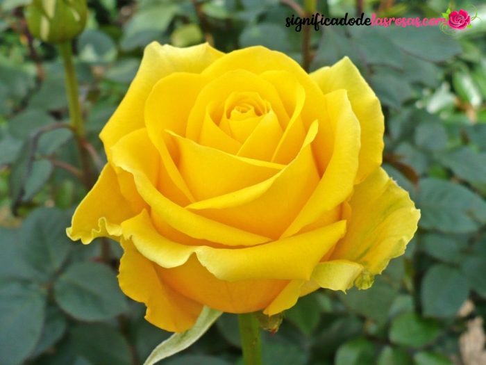 fotos de rosas amarillas hermosas