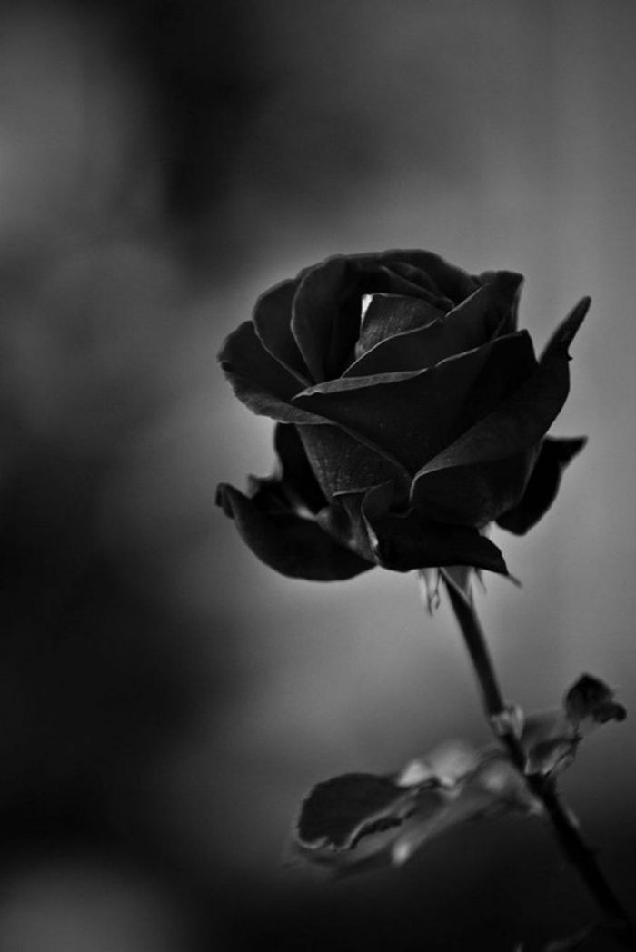 fotografía de rosa negra