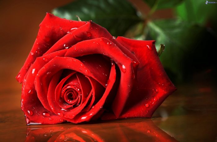 imagenes de una rosa roja