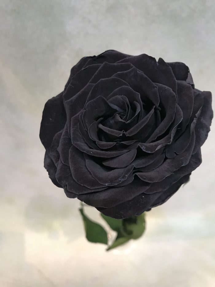 rosa negra
