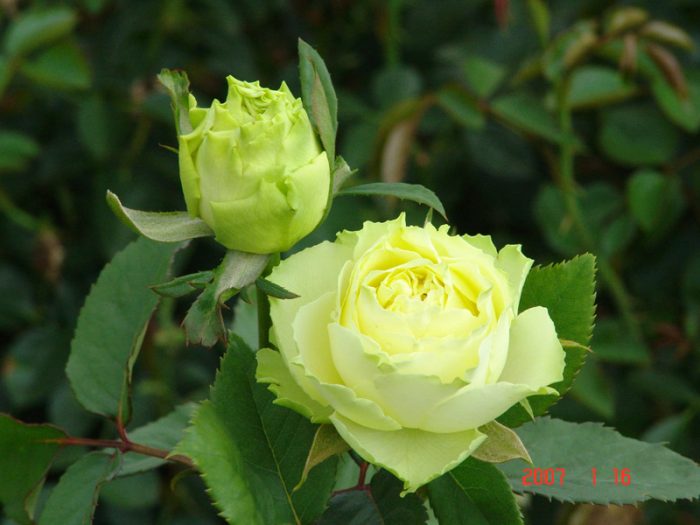 dos rosas verdes naturales