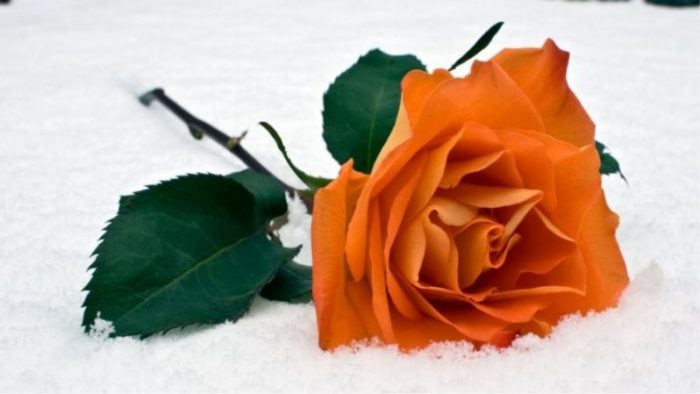 significado de las rosas anaranjadas