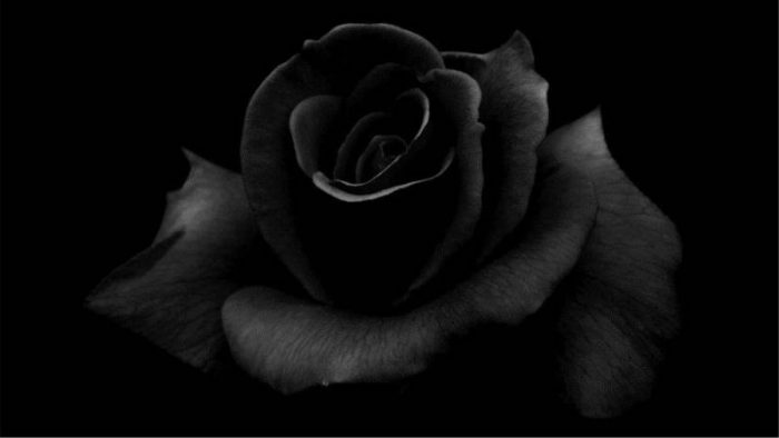 cual es el significado de las rosas negras