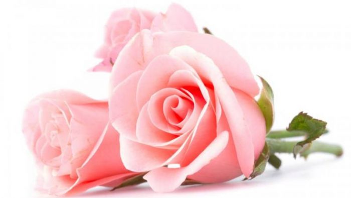 Significado De Las Rosas Rosadas O Color Rosa Naturales