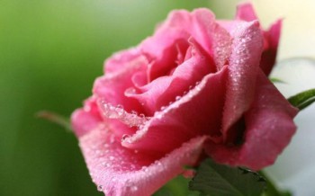 una sola rosa rosada