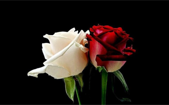 rosa roja y blanca juntas
